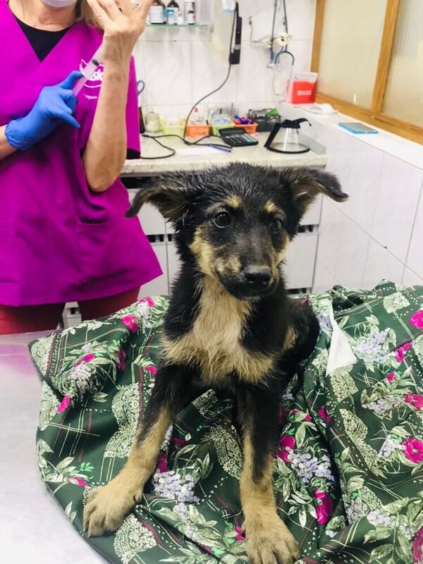 Спасатели Петропавловска провели спецоперацию ради вызволения из беды щенка Спасатели Петропавловска провели спецоперацию ради вызволения из беды щенка - Sputnik Казахстан