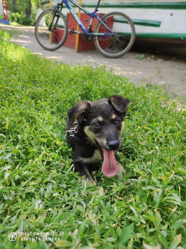 Спасатели Петропавловска провели спецоперацию ради вызволения из беды щенка Спасатели Петропавловска провели спецоперацию ради вызволения из беды щенка - Sputnik Казахстан