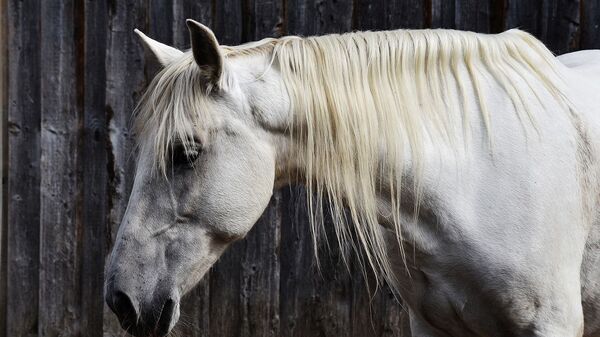 Белая лошадь - Sputnik Қазақстан