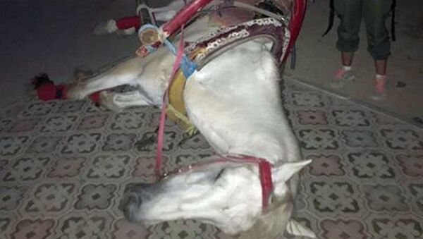 В Актау лошадь, запряженная в прогулочную карету, упала в обморок - Sputnik Казахстан
