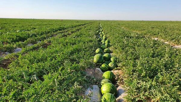 Сбор арбузов на бахче в Туркестанской области  - Sputnik Қазақстан