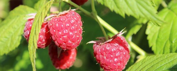 Малина - Sputnik Қазақстан