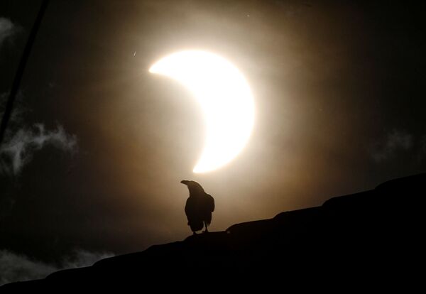 Ворона во время частичного солнечного затмения в Кении  - Sputnik Казахстан