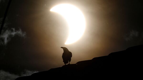 Ворона во время частичного солнечного затмения в Кении  - Sputnik Қазақстан