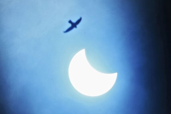 Птица в небе во время частичного солнечного затмения в Индии  - Sputnik Казахстан
