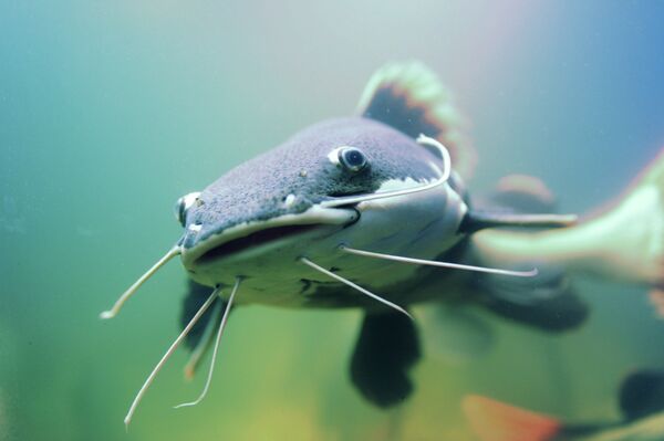 Какой сегодня праздник в мире и Казахстане: 25 июня - Sputnik Казахстан