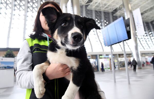 Талисман нового терминала аэропорта Симферополя щенок британской породы бордер-колли Алиса  - Sputnik Казахстан