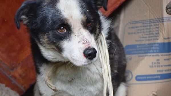 Девушка спасла собаку из рук живодеров в Северном Казахстане - Sputnik Казахстан