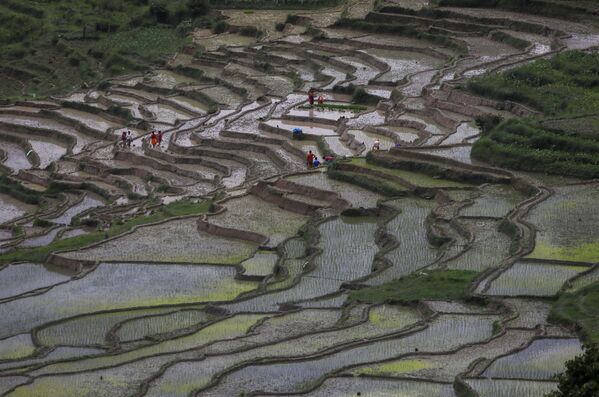 Рисовые поля в Непале - Sputnik Казахстан