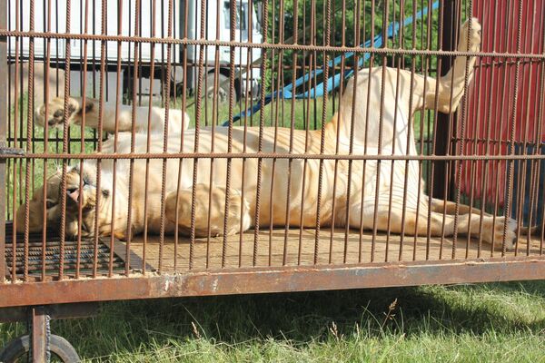 Российский цирк с животными бедствует в Северном Казахстане Российский цирк с животными бедствует в Северном Казахстане - Sputnik Казахстан