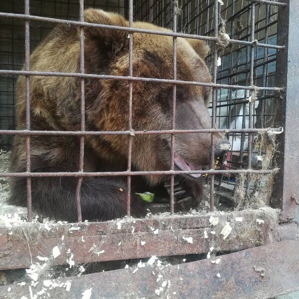 Российский цирк с животными бедствует в Северном Казахстане Российский цирк с животными бедствует в Северном Казахстане - Sputnik Казахстан