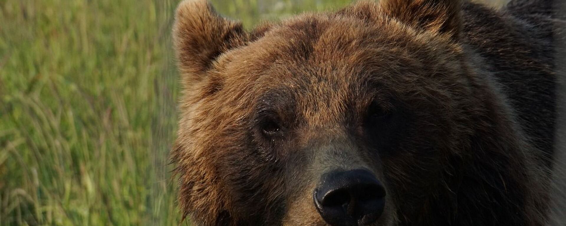 Медведь - Sputnik Казахстан, 1920, 06.09.2021