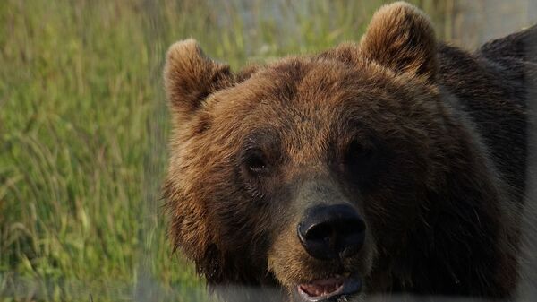 Медведь - Sputnik Казахстан