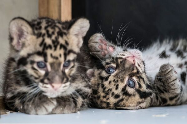 Детеныши леопарда в зоопарке Мюлуз, Франция - Sputnik Казахстан