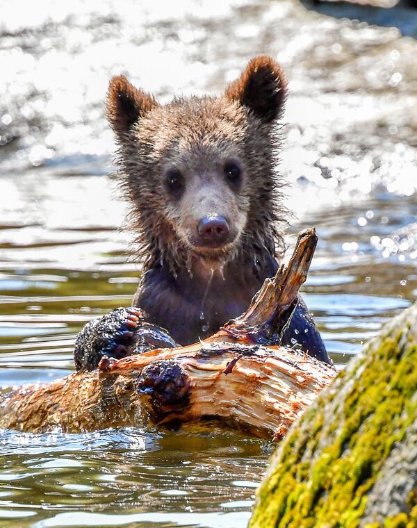 Медвежонок в вольере во время сильной жары в Стокгольме - Sputnik Казахстан