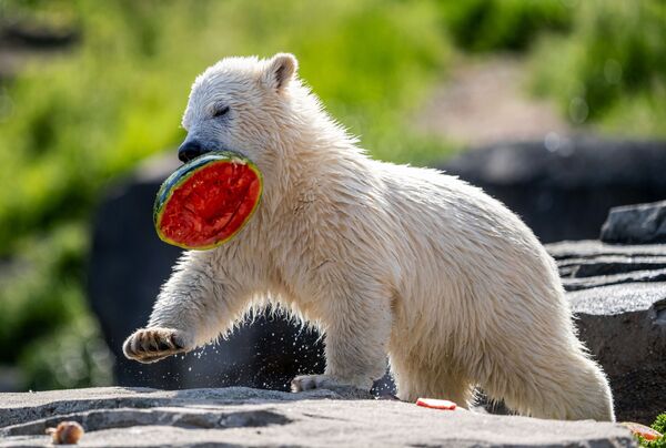 Медвежонок с арбузом в вольере зоопарка в Ганновере, Германия  - Sputnik Казахстан