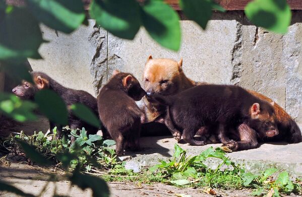 Самка кустарниковой собаки по кличке Фрея со своими детенышами в вольере Московского зоопарка - Sputnik Казахстан