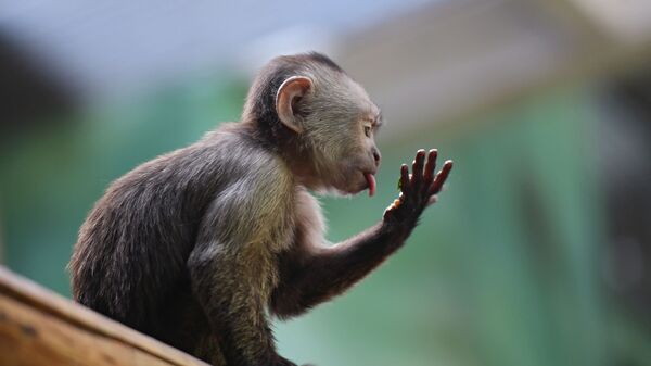 Детеныш капуцина плаксы в Московском зоопарке  - Sputnik Казахстан