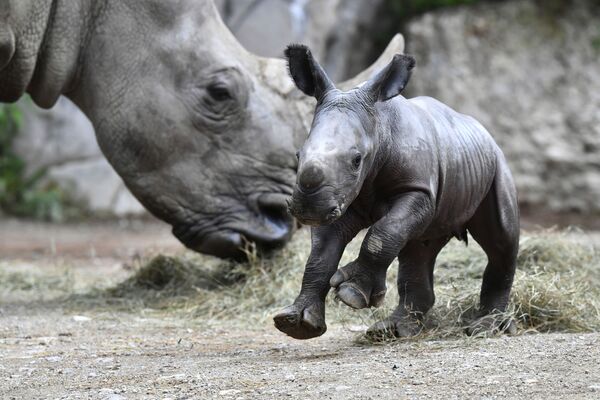 Маленький носорог в зоопарке в Зальцбурге, Австрия - Sputnik Казахстан