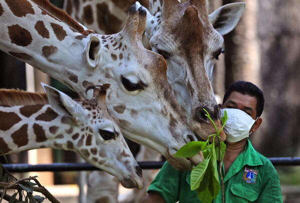 Работник зоопарка во время кормления жирафов в Джакарте, Индонезия  - Sputnik Казахстан