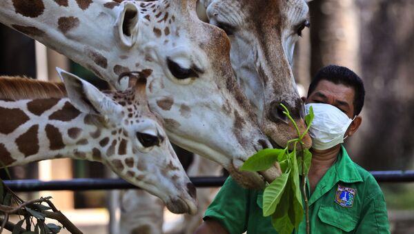 Работник зоопарка во время кормления жирафов в Джакарте, Индонезия  - Sputnik Казахстан