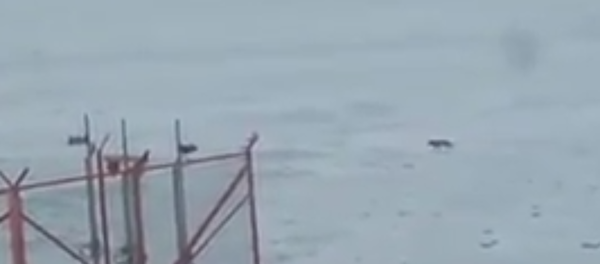 Волки вышли на лед на северном побережье Каспийского моря Волки вышли на лед на северном побережье Каспийского моря - Sputnik Казахстан