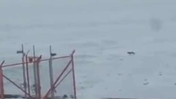 Волки вышли на лед на северном побережье Каспийского моря - Sputnik Казахстан