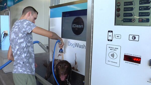 Ванная для собак, или Как в Нидерландах моют питомцев вместе с машинами - Sputnik Қазақстан