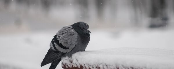 Озябший голубь в городском парке. Архивное фото. - Sputnik Казахстан