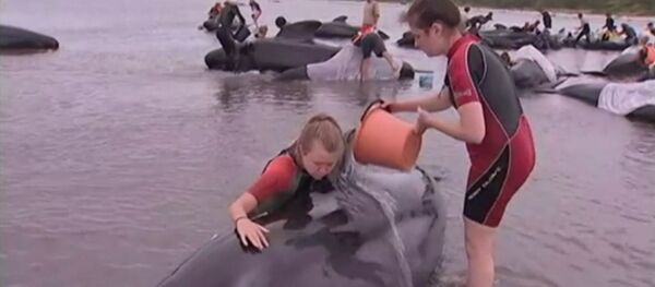 Дельфины на берегу - Sputnik Казахстан