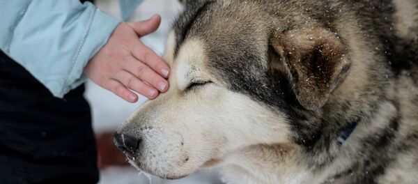 Собака Собака - Sputnik Казахстан