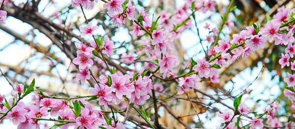 Сакура - Sputnik Казахстан