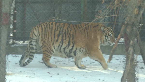 Толстые и ленивые – стая располневших тигров прогуливалась по вольеру в Китае - Sputnik Казахстан