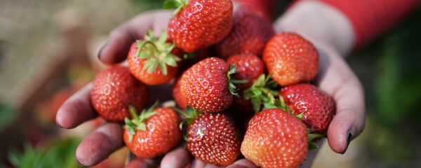 Сбор клубники Сбор клубники - Sputnik Казахстан