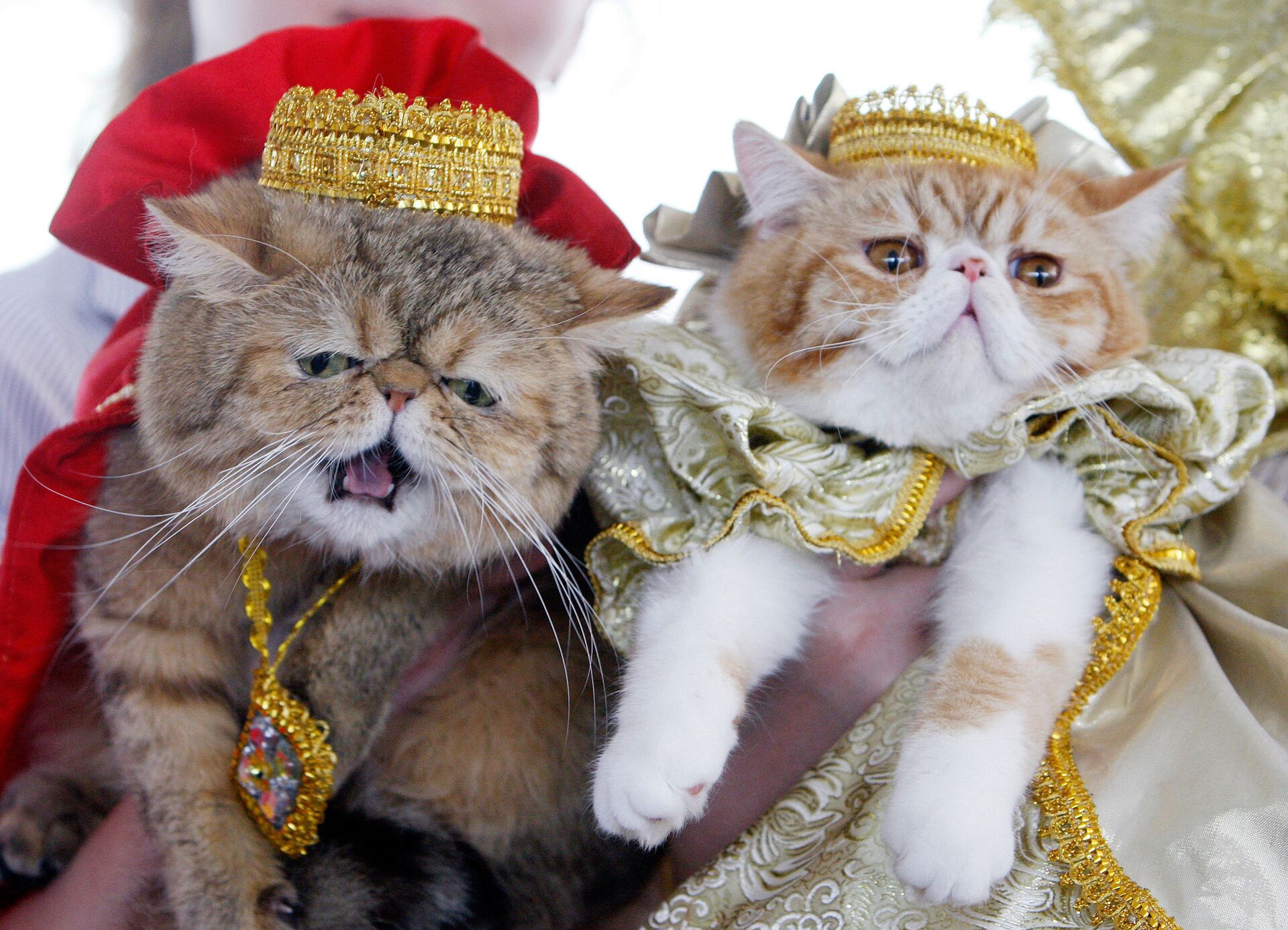 Архивное фото породистых кошек на выставке - Sputnik Казахстан, 1920, 21.02.2026