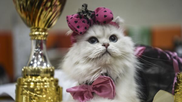Архивное фото кошки на кошачей выставке - Sputnik Казахстан