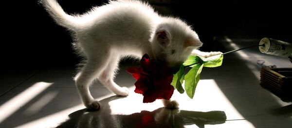 Кошка играет с искусственным цветком - Sputnik Казахстан