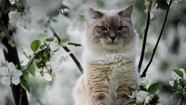 Кот сидит на цветущем яблочном дереве, фото из архива - Sputnik Казахстан