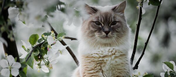 Кот сидит на цветущем яблочном дереве, фото из архива Кот сидит на цветущем яблочном дереве, фото из архива - Sputnik Казахстан