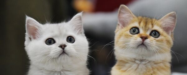 Выставка кошек Выставка кошек - Sputnik Казахстан