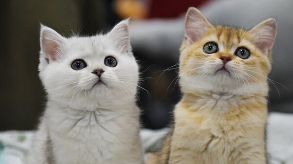 Выставка кошек - Sputnik Казахстан