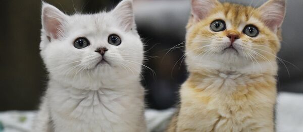 Выставка кошек Выставка кошек - Sputnik Казахстан