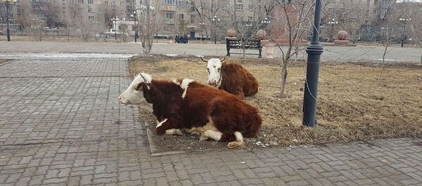 Коровы в центре Атырау - Sputnik Казахстан