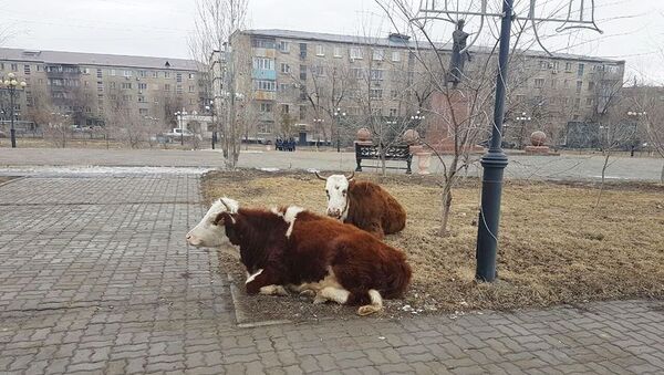 Коровы в центре Атырау - Sputnik Казахстан