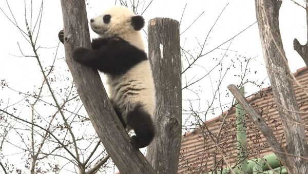 Панды в венском зоопарке - Sputnik Казахстан
