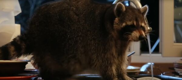 В Алматы енот моет посуду - Sputnik Казахстан