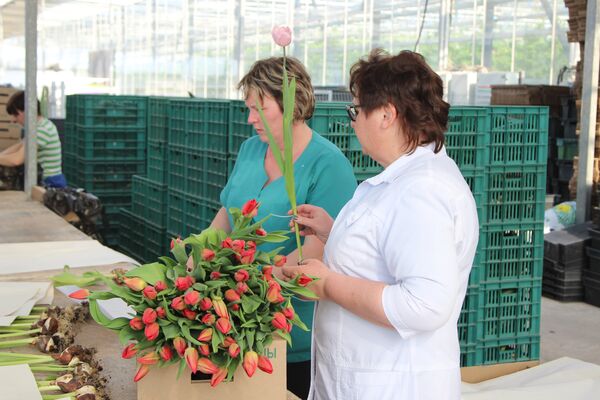 Тюльпаны из теплицы в Караганде - Sputnik Казахстан