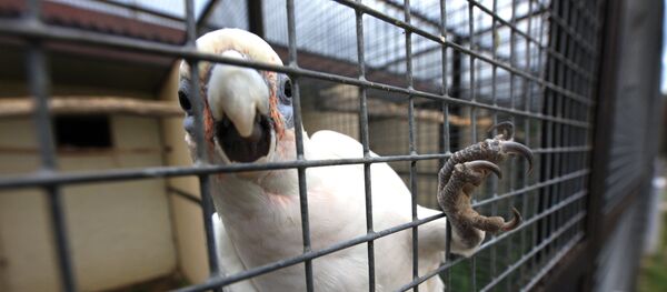 Попугай - Sputnik Казахстан