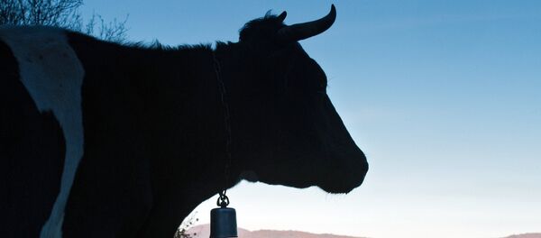 Корова. Архивное фото Корова. Архивное фото - Sputnik Казахстан