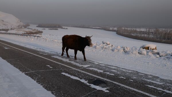 Корова на заснеженной дороге, фото из архива - Sputnik Казахстан